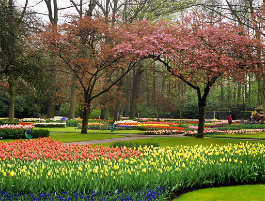 Keukenhof, Netherland